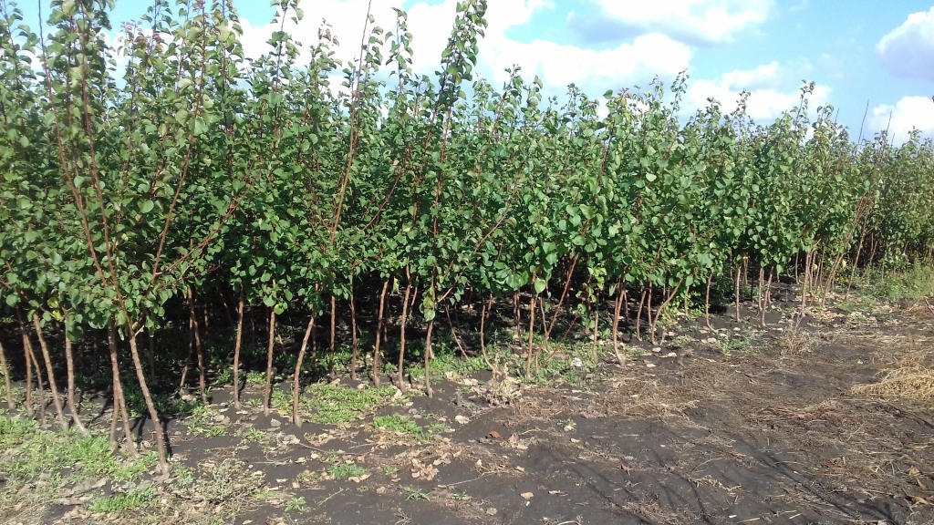 Kitermelés előtt az oltványok