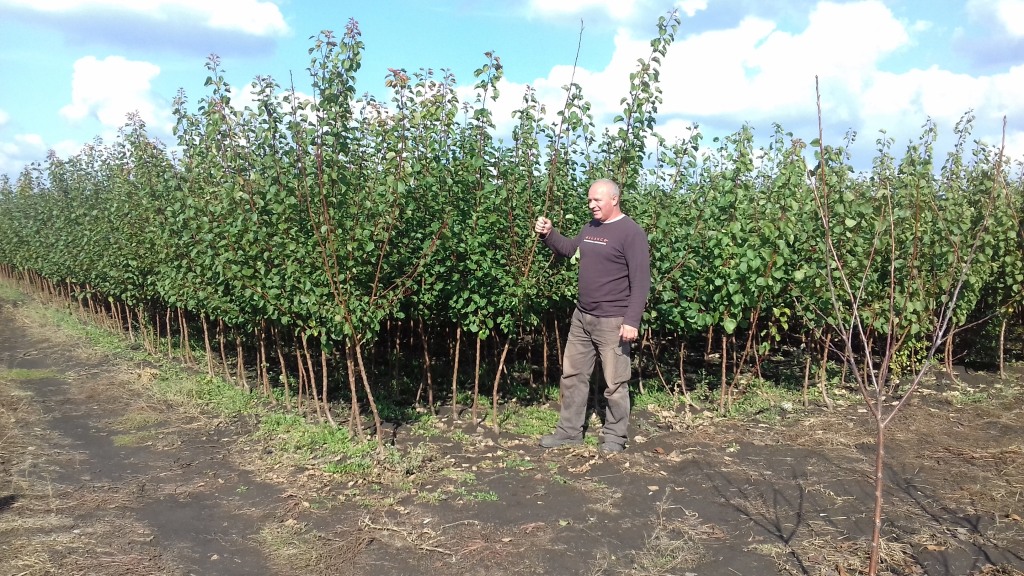 Sárgabarack  oltványok