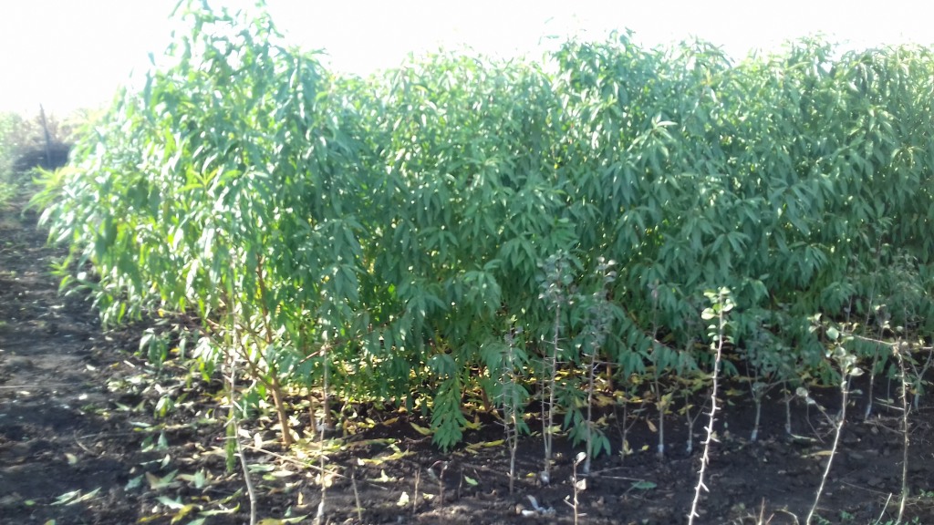 Vadőszibarack beszemezve