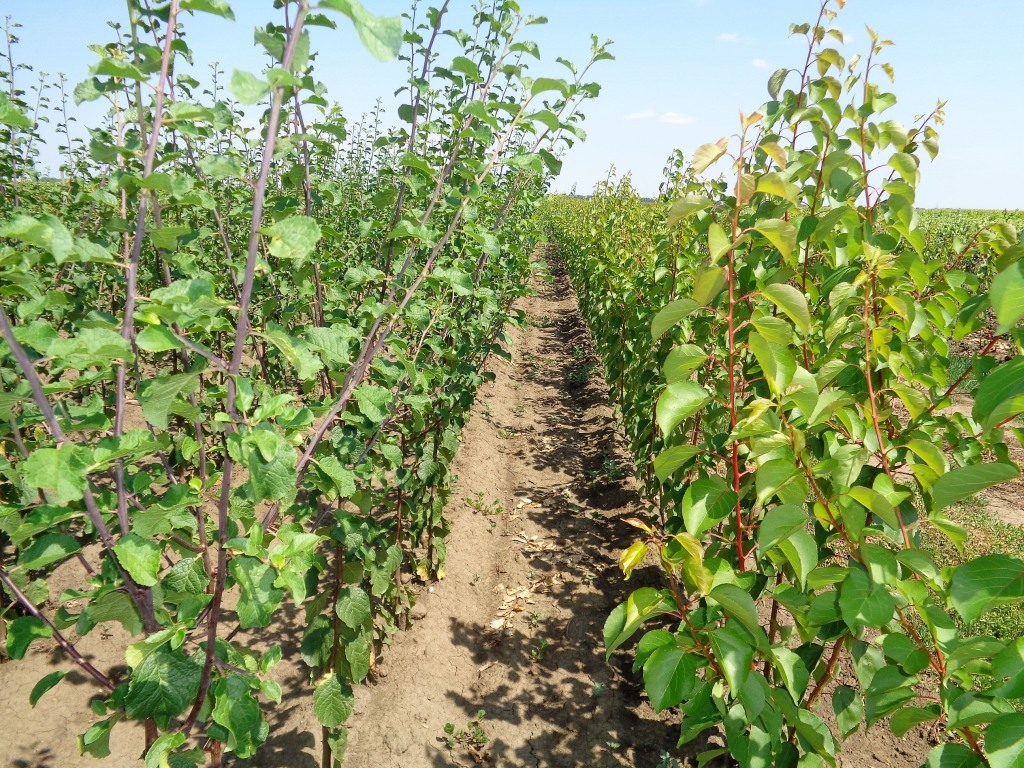 Szilva -kajszi csemeték