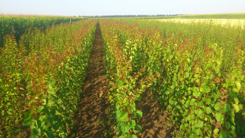 Gyümölcsfa oltványok nyáron