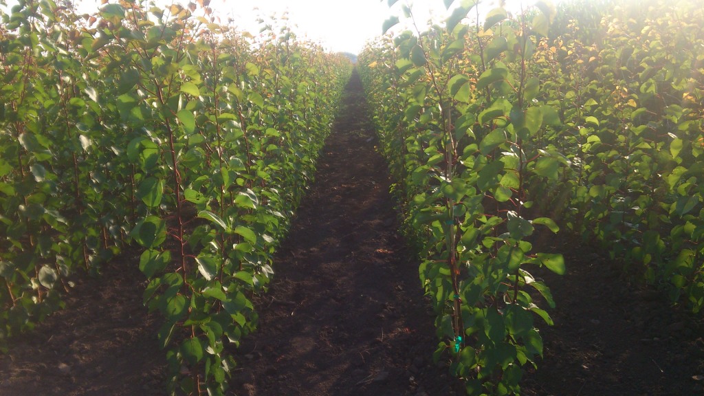 Gyümölcsfa oltványok nyáron