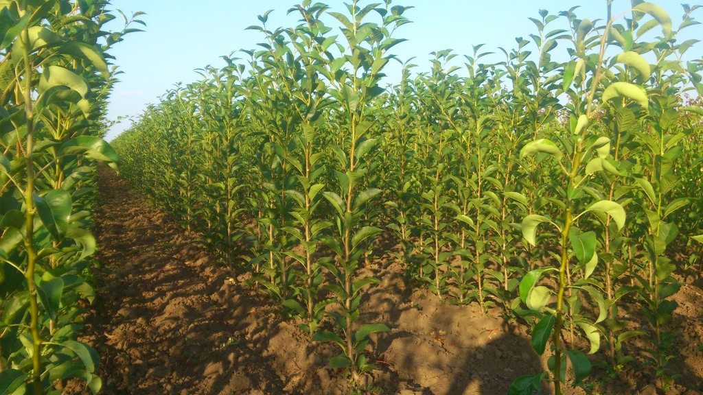 Gyümölcsfa oltványok nyáron