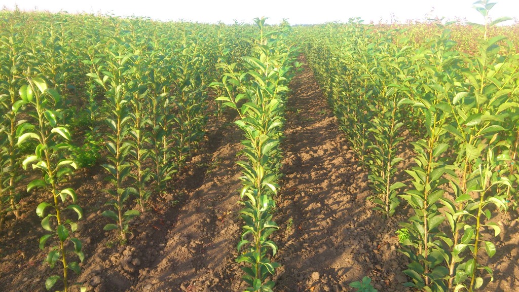 Gyümölcsfa oltványok nyáron