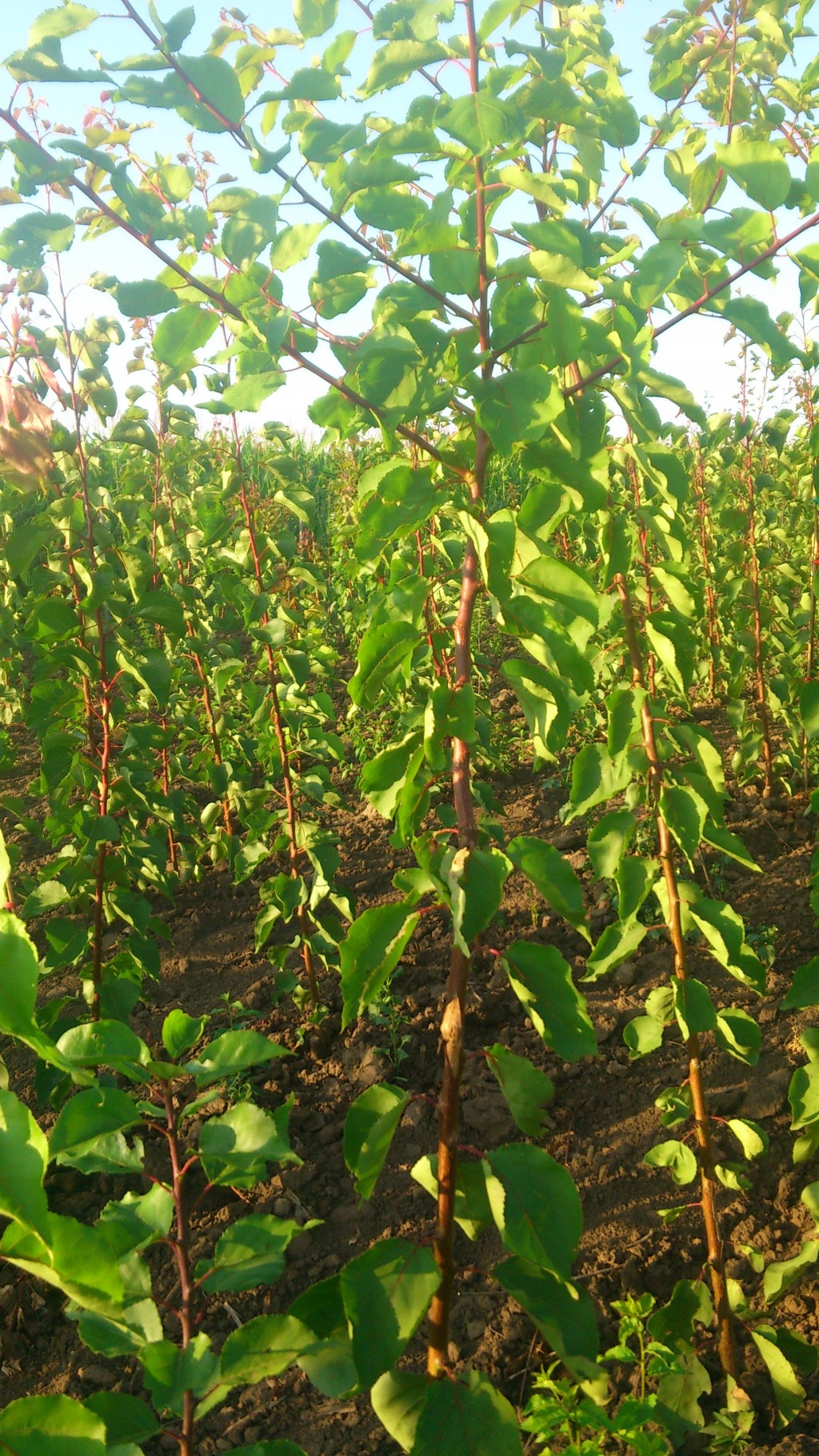 Gyümölcsfa oltványok nyáron