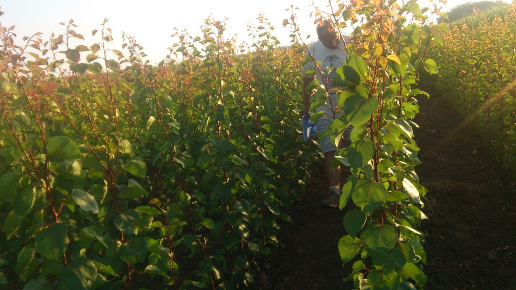 Gyümölcsfa oltványok nyáron