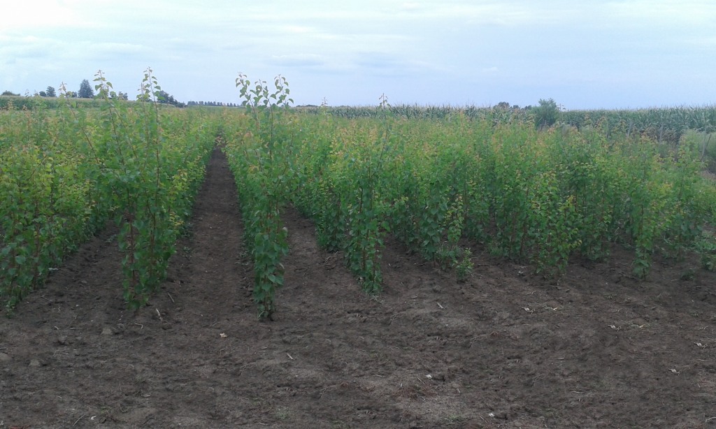 Kajszibarack fajták