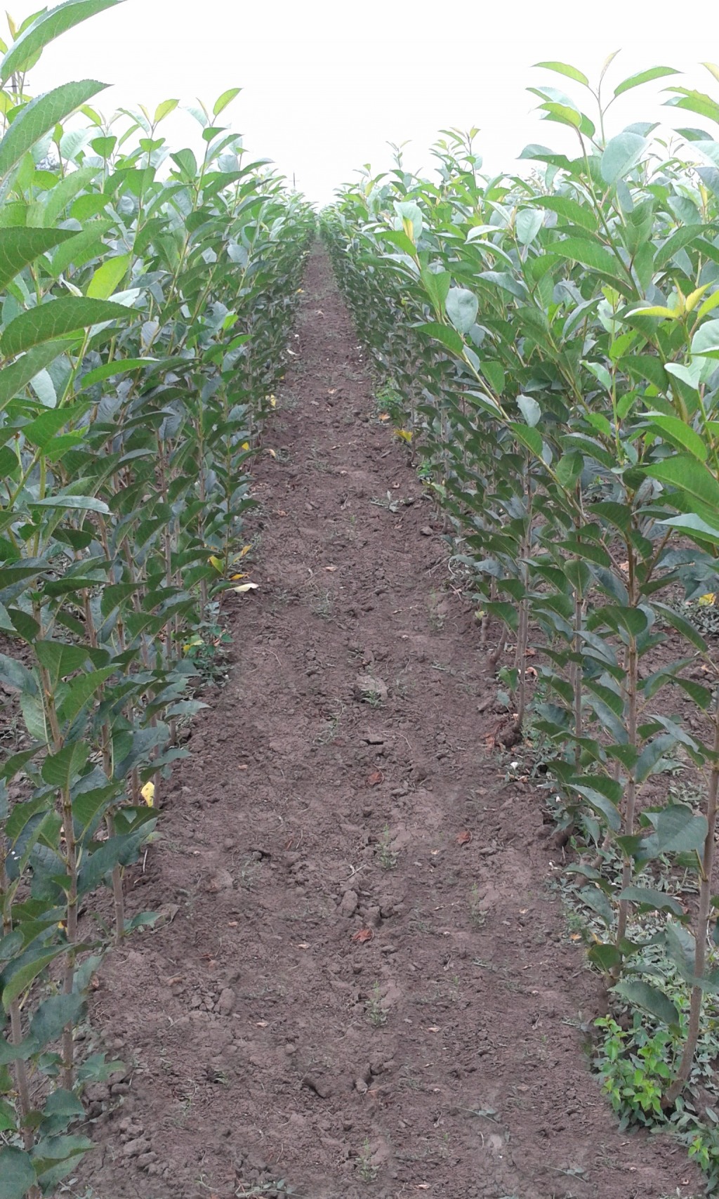 Érdi bőtermő fák