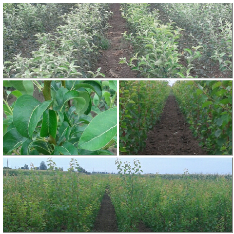 Képmontázs - 2015 Nyár