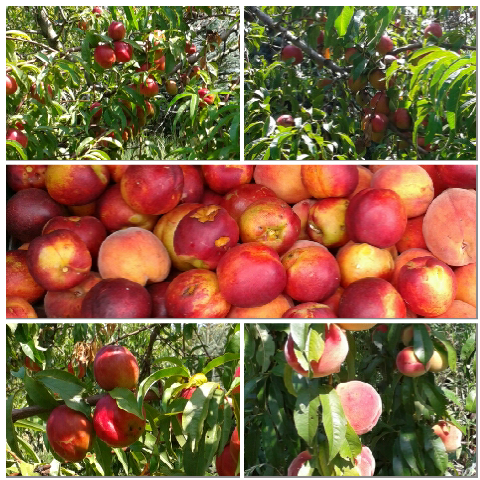 Képmontázs - Nektarin és őszibarack