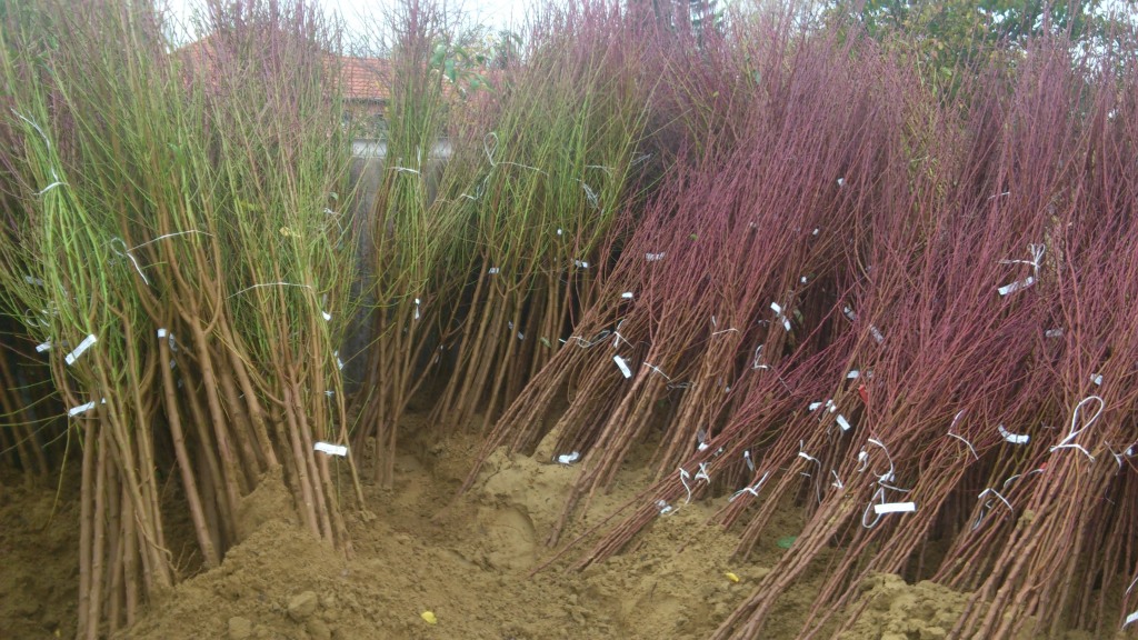 Őszibarack, kajszibarack