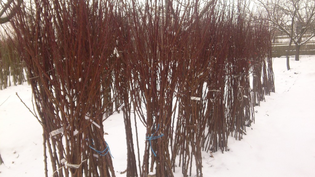 Gyömölcsfa oltványok télen