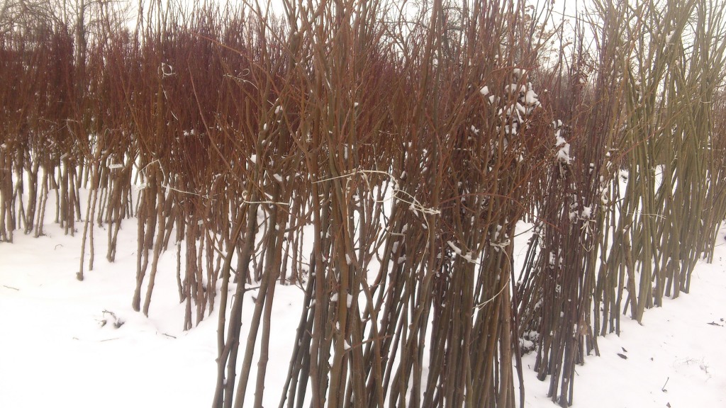 Gyömölcsfa oltványok télen