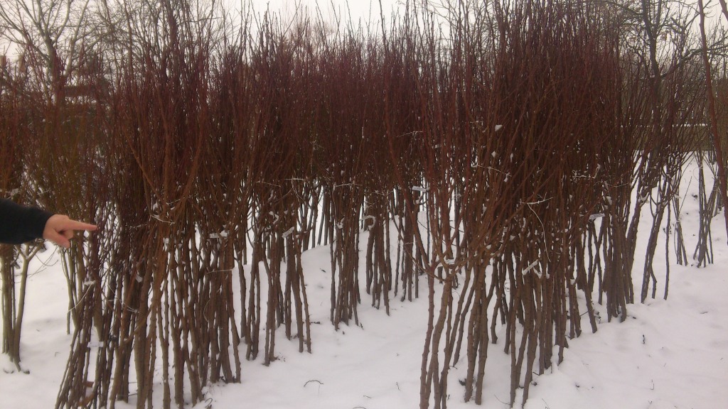 Kajszibarack csemeték